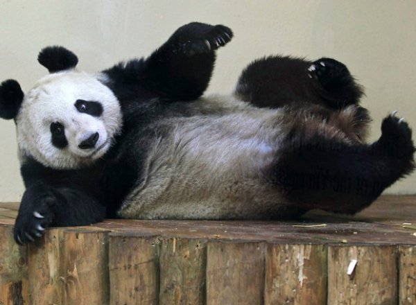 panda_Tian_Tian_0_0_0