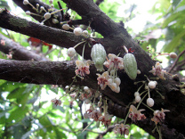 cacao_h156