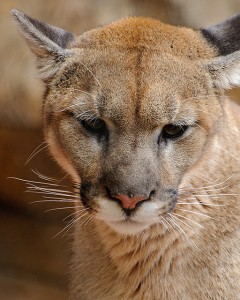cougar