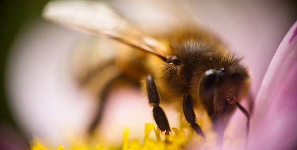 Abeille2