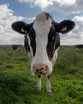 Holstein small